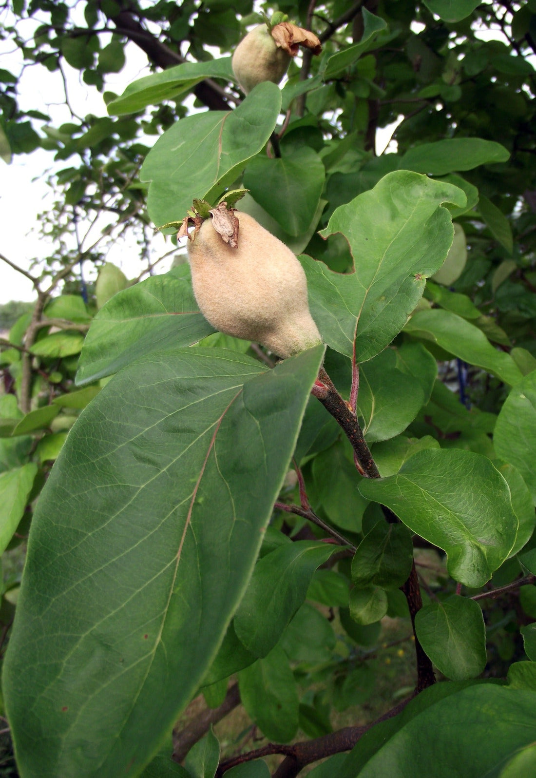 A green quince fruit growing among leaves on a quince tree