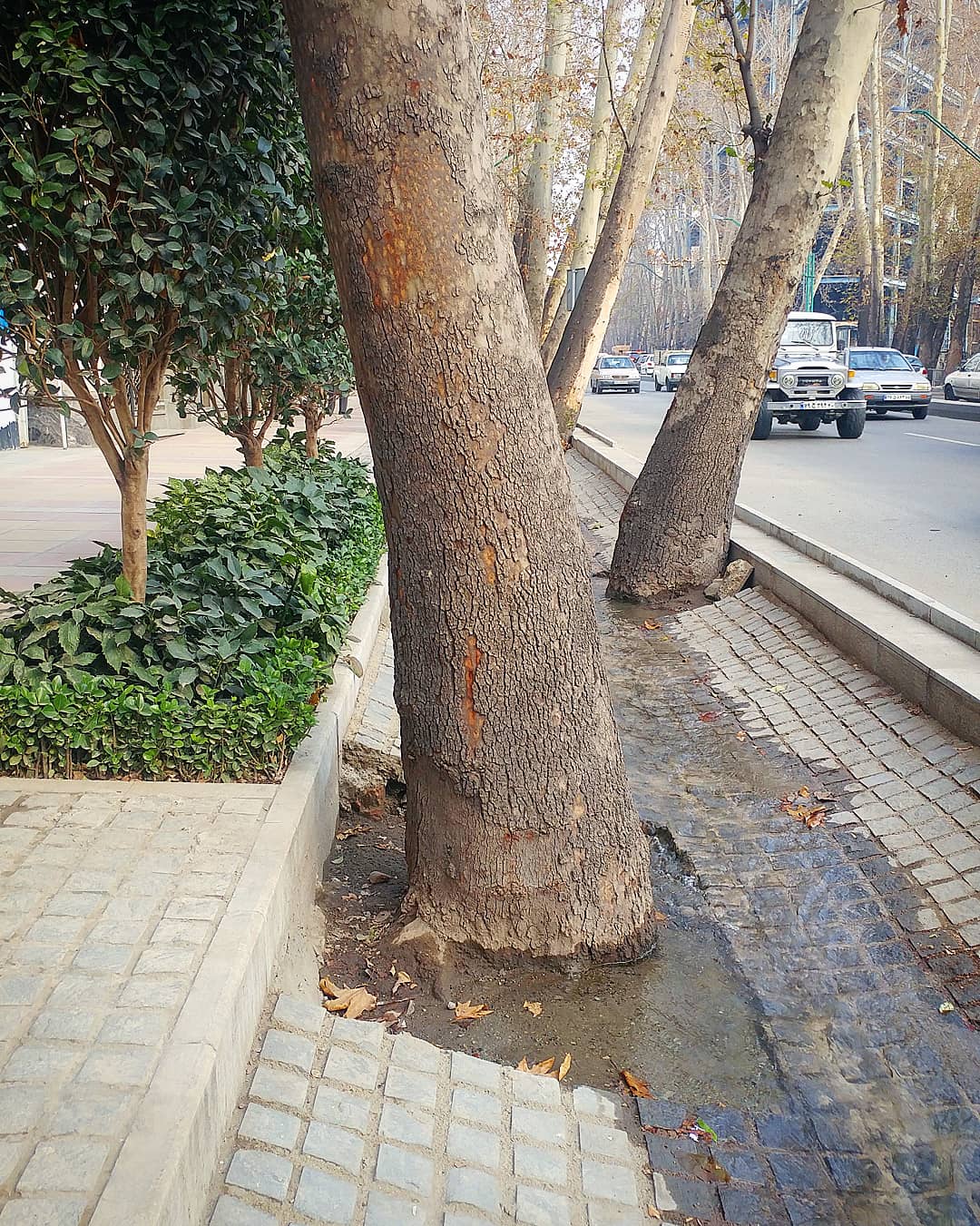 Plane trees lining Valiasr Street in Tehran, Iran